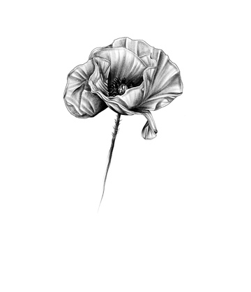 Coquelicot 