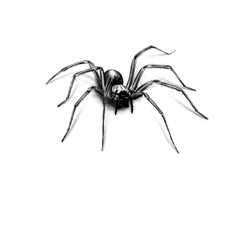 Araignée Eratigena Duellica