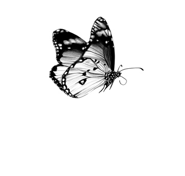 Papillon en vol