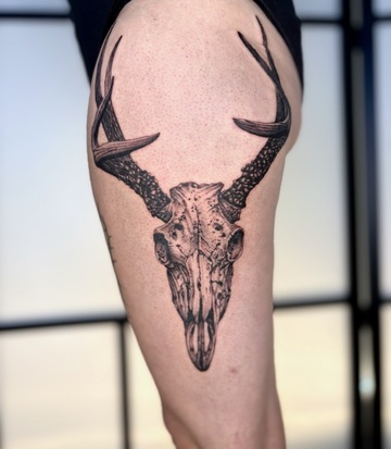 Le crane de Cerf de Brume Le crane de Cerf de Brume