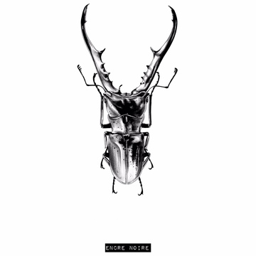 Scarabée - Cyclommatus Metallifer