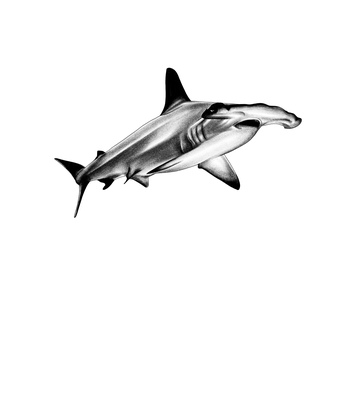 Requin marteau