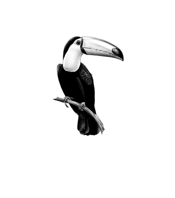 Toucan